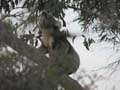 Amorous Male Koala